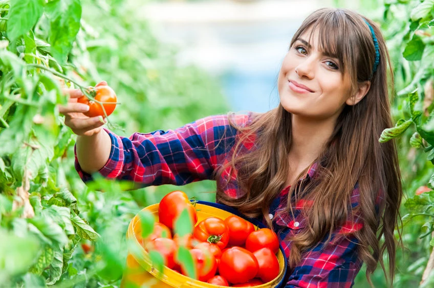 Uprawa pomidorów może sprawić wiele radości, ale także przysporzyć trosk