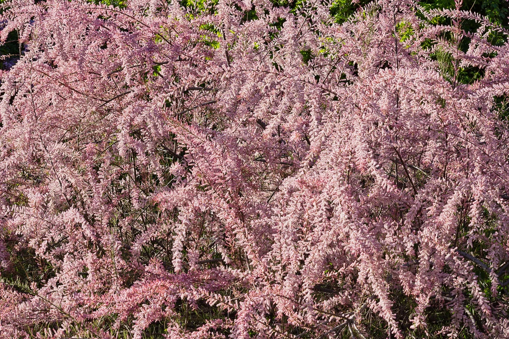 Tamaryszek naturalnie porasta tereny pustynne