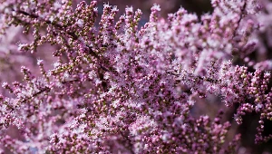 Ten krzew zniesie każdy upał i suszę. Wygląda egzotycznie jak różowy flaming