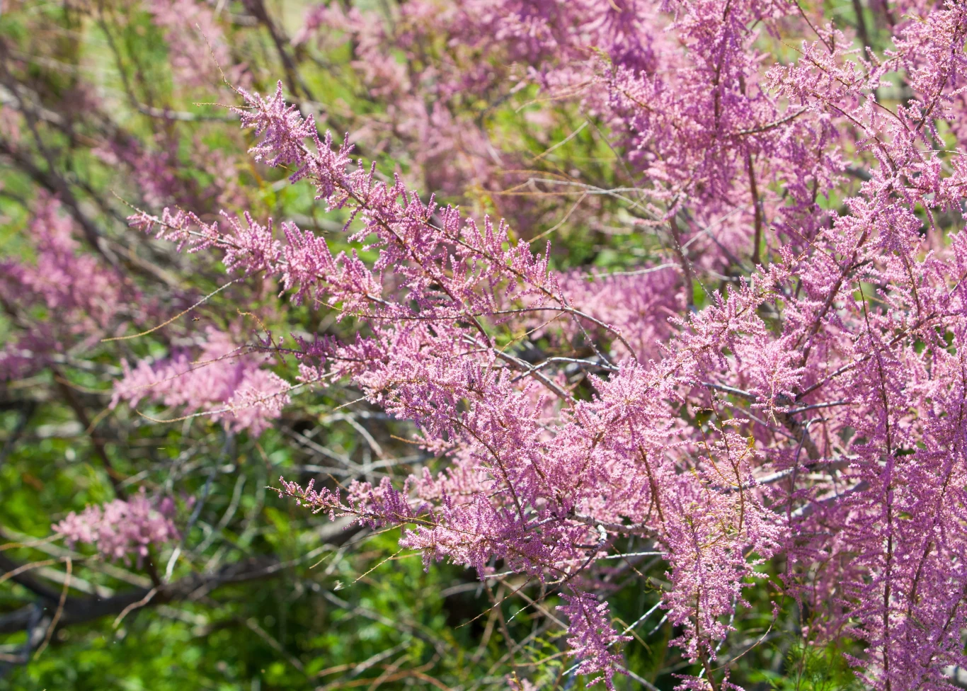 Tamaryszek to jedna z niewielu roślin, które przetrwają nawet w mało żyznej, suchej glebie Tamaryszek to jedna z niewielu roślin, które przetrwają nawet w mało żyznej, suchej glebie
