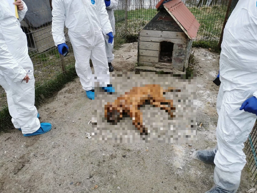 250 martwych psów. Właściciele pseudohodowli wychodzą na wolność