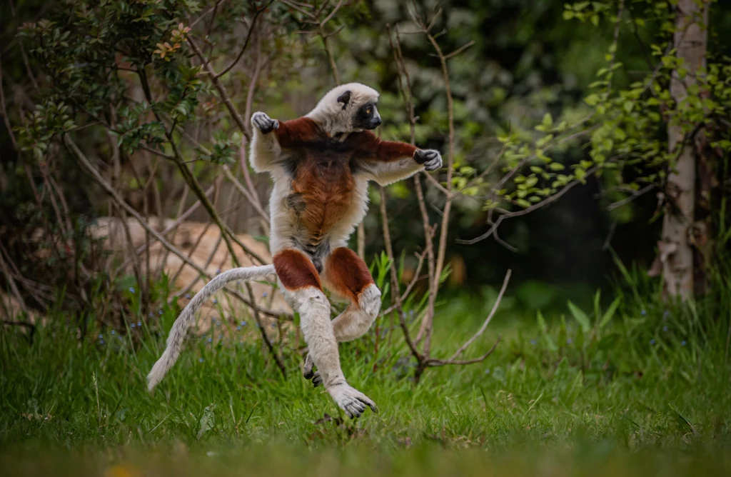 Lemur sifaka potrafi balanswoać na dwóch łapkach 