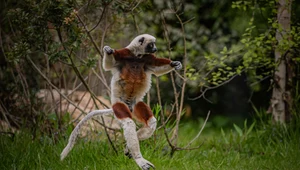 Tańczący lemur 