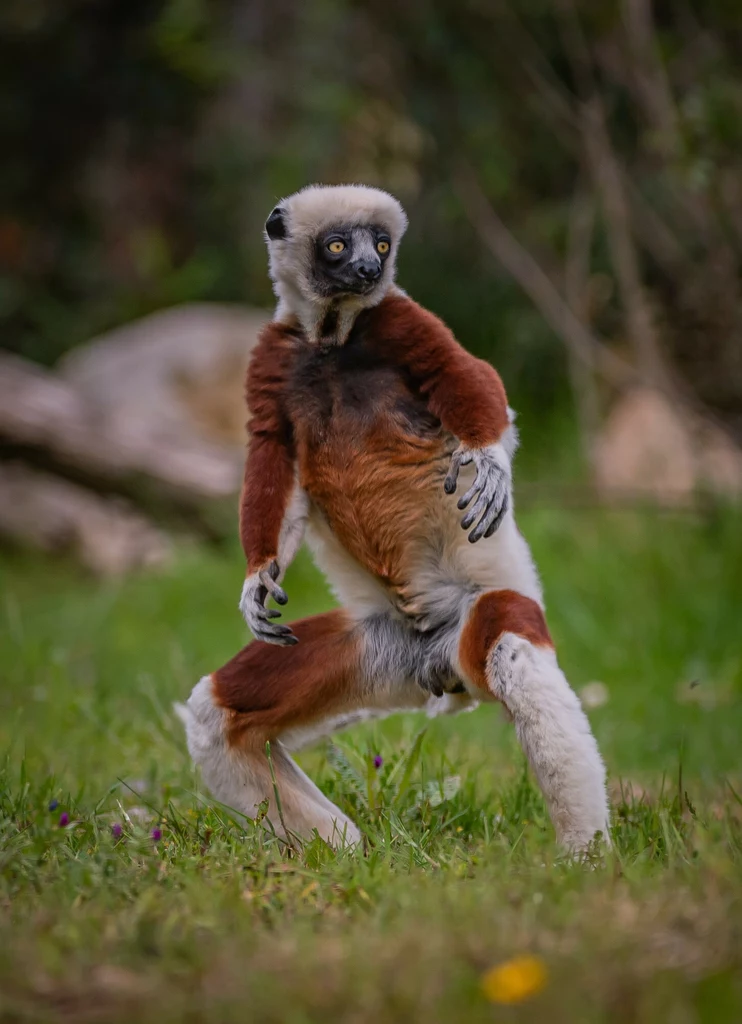 Lemur wygląda jakby chciał walczyć 