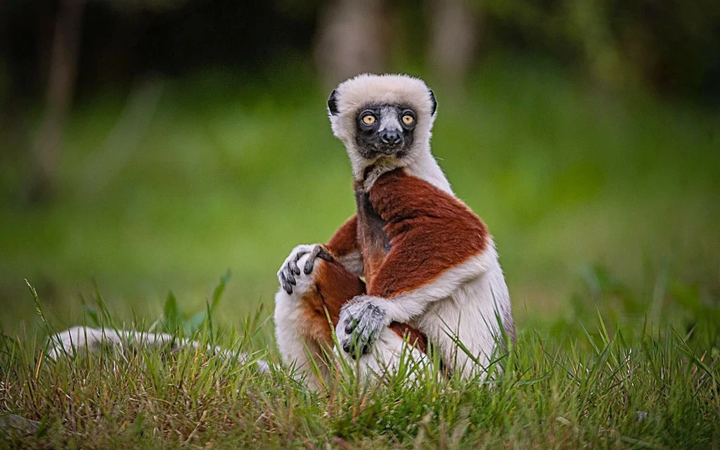 Czy lemur dobrze poczuje się w swoim nowym domu? 