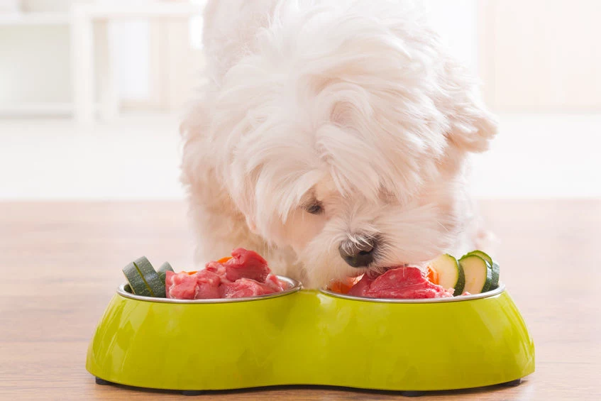 Warto urozmaicić dietę psa różnymi dodatkami