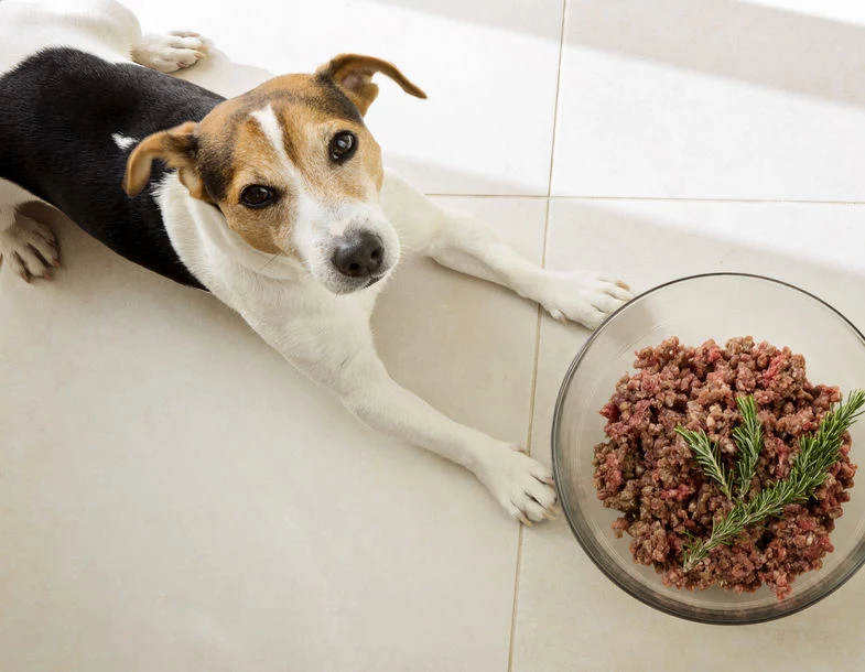 Podawaj psu jedzenie dwa razy dziennie