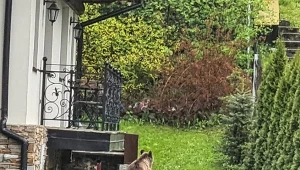 Na osiedlu w Zakopanem pojawił się niedźwiedź, który wyjadał resztki ze śmietników.