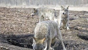 Relacje wilków i ludzi są złożone - mówi biolog