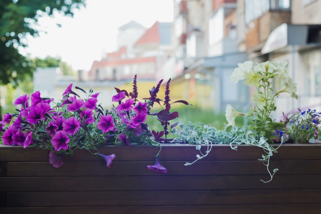 Dichondra srebrzysta doskonale komponuje się z surfinią