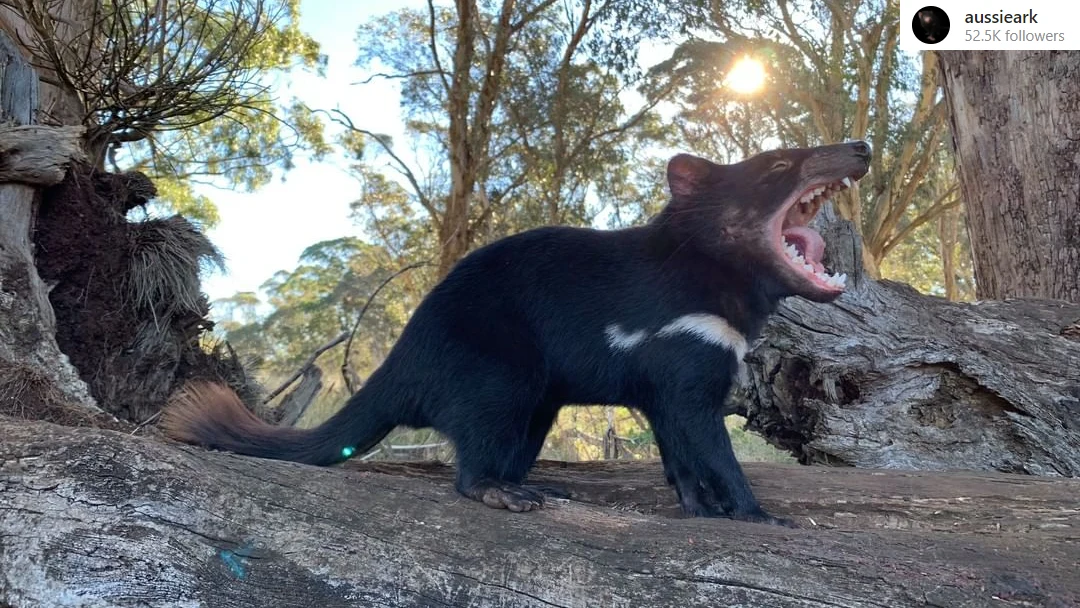 Diabły tasmańskie Diabły tasmańskie