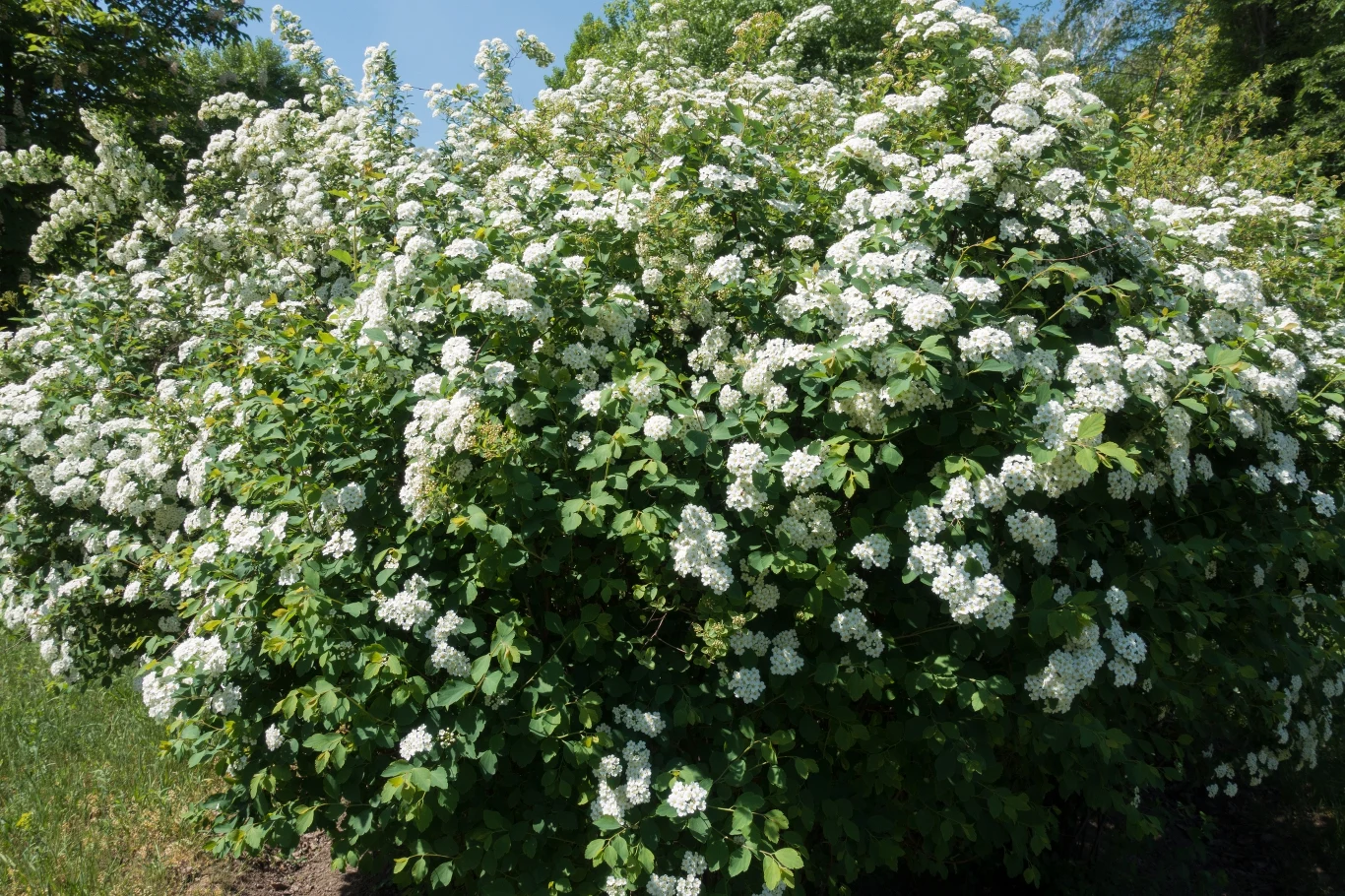 Tawuła "White Gold"