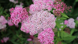 Tawuła sprawdza się w każdej przestrzeni