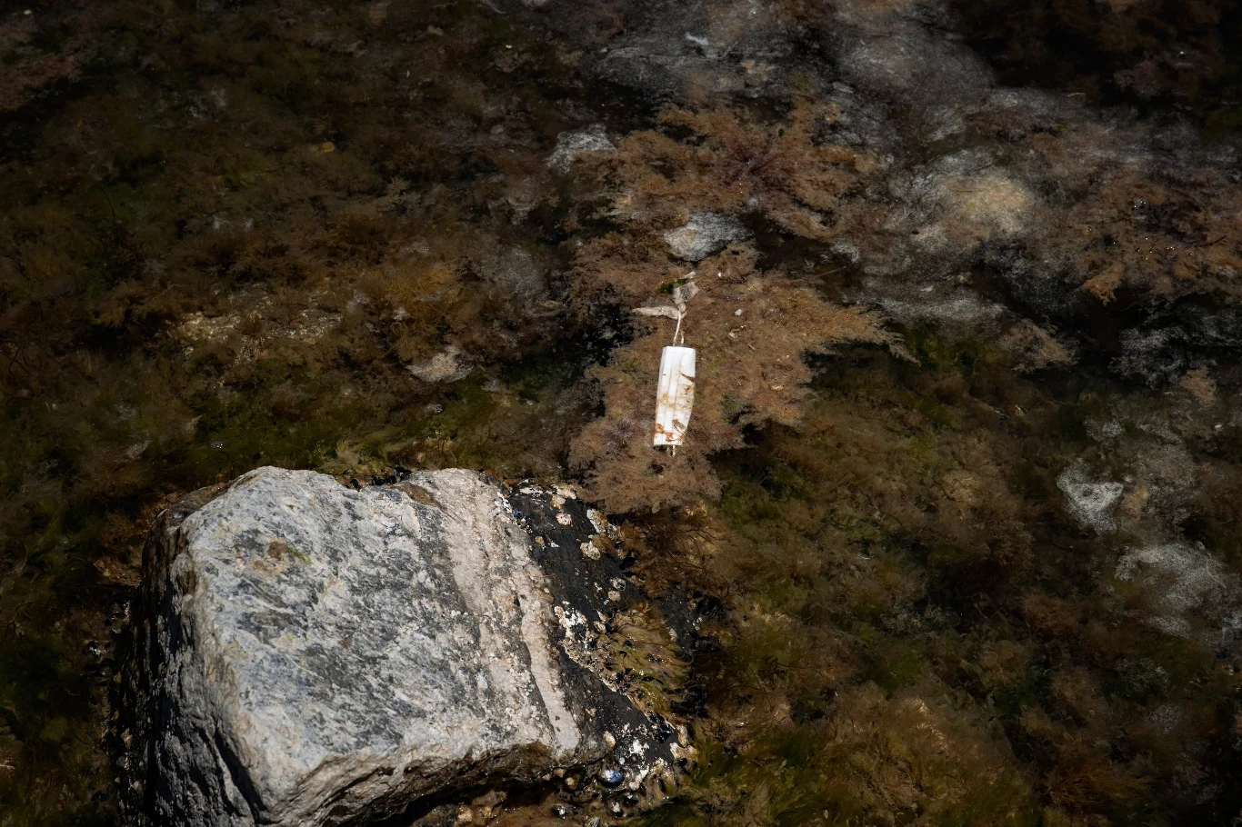 Przerost fitoplanktonu to problem sezonowy, jednak w tym roku skala zjawiska jest przerażająca. Przyczyną jest mieszanka wysokich temperatur, małej dynamiki przepływu wody w akwenie oraz ogromnej ilości zrzucanych tam śmieci i ścieków. Przerost fitoplanktonu to problem sezonowy, jednak w tym roku skala zjawiska jest przerażająca. Przyczyną jest mieszanka wysokich temperatur, małej dynamiki przepływu wody w akwenie oraz ogromnej ilości zrzucanych tam śmieci i ścieków.