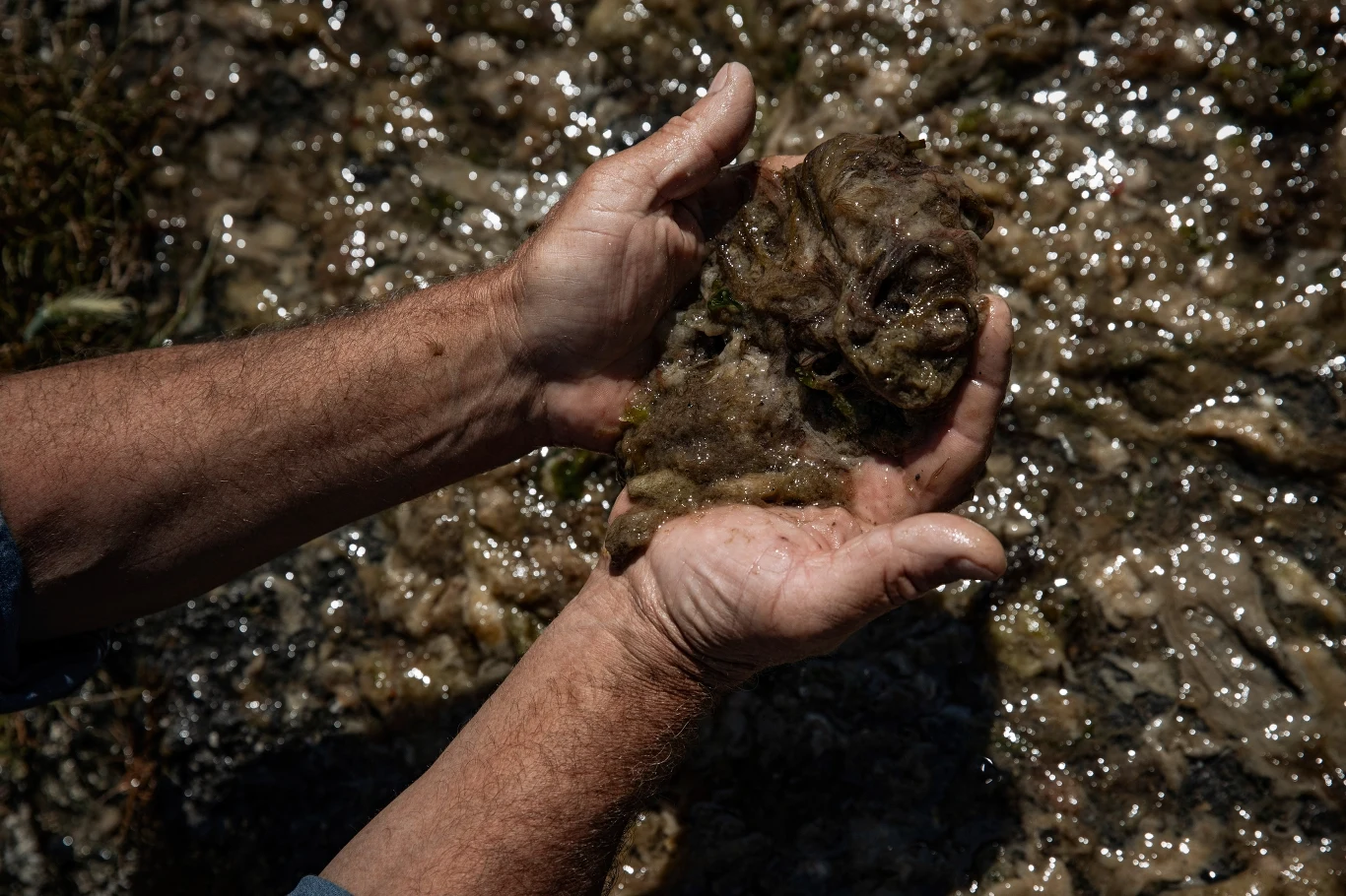 “Smarki” dają się we znaki już z dużej odległości. Smrodu wydzielanego przez śluz i gęstej plamy zanieczyszczeń nie sposób nie zauważyć. “Smarki” dają się we znaki już z dużej odległości. Smrodu wydzielanego przez śluz i gęstej plamy zanieczyszczeń nie sposób nie zauważyć.