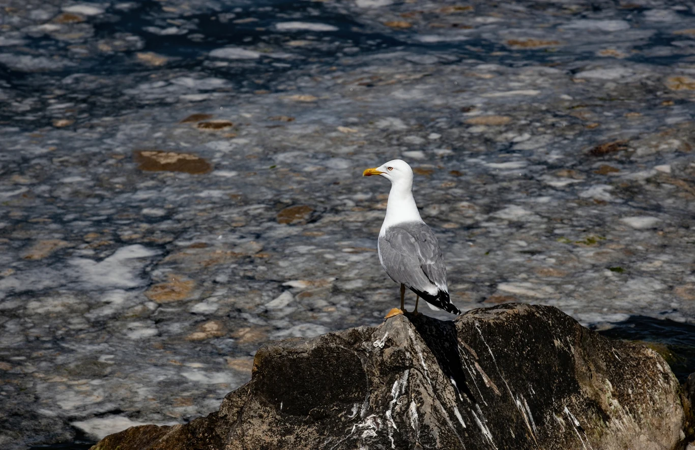 Na "morskie smarki” skarżą się także oczywiście rybacy, którzy muszą walczyć z lepką mazią, zamiast robić to, co przynosi im zyski, czyli łowić ryby. Na "morskie smarki” skarżą się także oczywiście rybacy, którzy muszą walczyć z lepką mazią, zamiast robić to, co przynosi im zyski, czyli łowić ryby.
