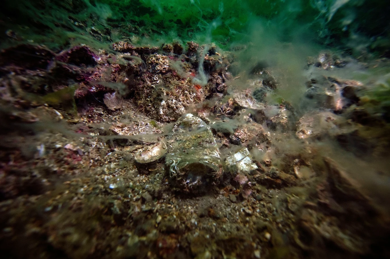 Na co dzień wody akwenu są przejrzyste i nurkowie nie mieli większych problemów dojrzeniem tego, co znajduje się nawet blisko dna. Śluz ogranicza nie tylko ich mobilność, ale także wydolność. Na co dzień wody akwenu są przejrzyste i nurkowie nie mieli większych problemów dojrzeniem tego, co znajduje się nawet blisko dna. Śluz ogranicza nie tylko ich mobilność, ale także wydolność.