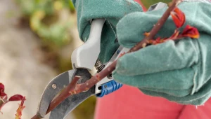 Te drzewa i krzewy wymagają cięcia zimą. Dzięki temu zabiegowi zbierzesz obfite plony