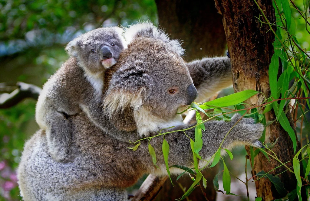 Koala ze swoim młodym