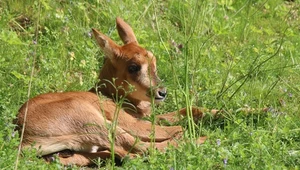 ​Gdańskie Zoo: Pierwsze narodziny antylopowca szablorogiego