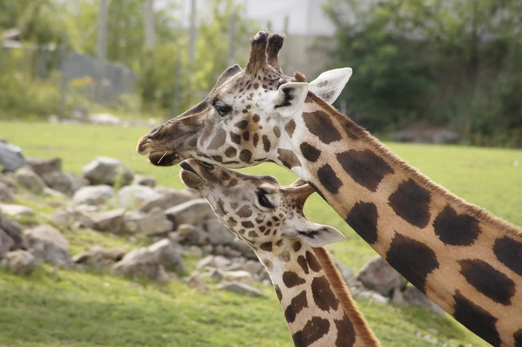 Samice żyraf wspólnie opiekują się młodymi ze swojego stada
