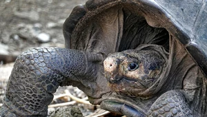 Galapagos: Znaleziono żywą samicę gatunku, który wyginął