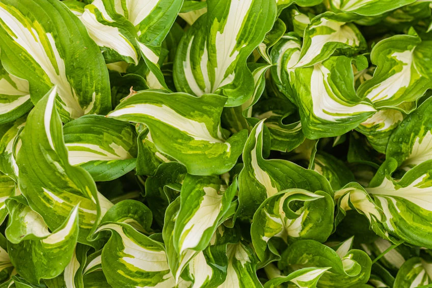 Funkia to królowa cienistych ogrodów Funkia to królowa cienistych ogrodów