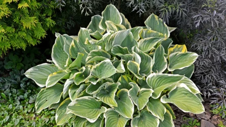 Funkia lubi cień i wilgoć