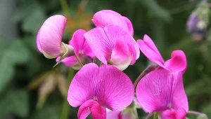 Te kwiaty sadzimy już niedługo. Nie przegap terminu, jeśli chcesz mieć kolorowy ogród