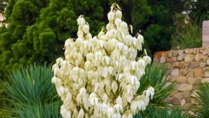 Nadchodzą przymrozki. O to musisz zadbać, by twoja juka przetrwała