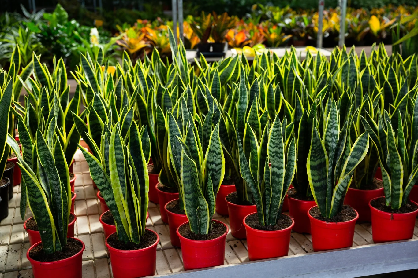 Sansewieria ma bardzo różne odcienie zieleni