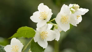 Postaw tę roślinę obok łóżka w sypialni. Ukoi cię do snu, jak kołysanka