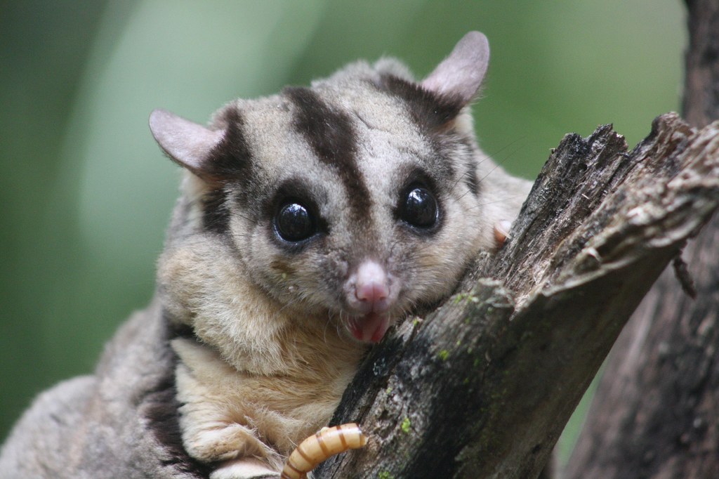 Lotołapanka karłowata (Petaurus breviceps) 