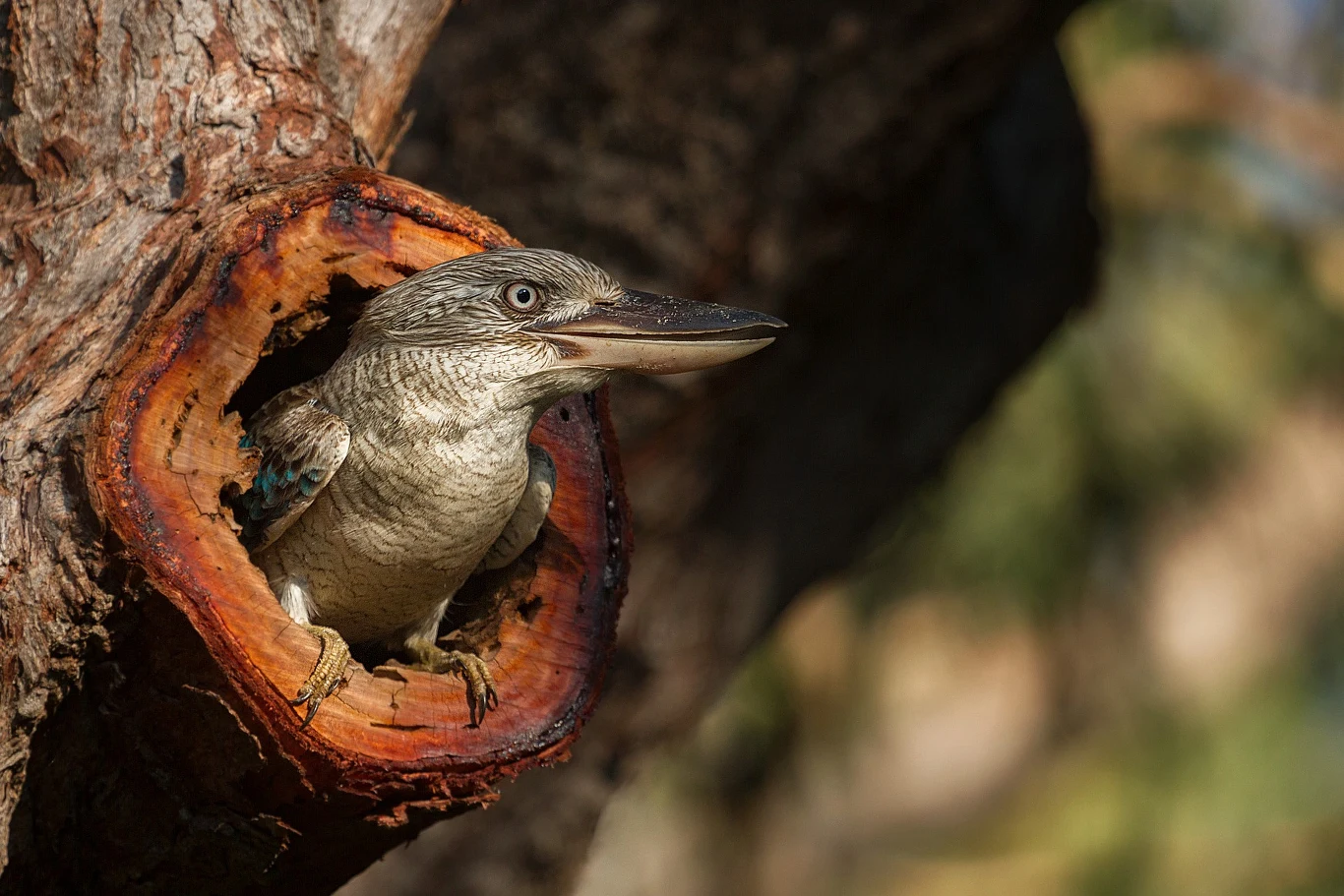 Kukabura chichotliwa (Dacelo novaeguineae) Kukabura chichotliwa (Dacelo novaeguineae)