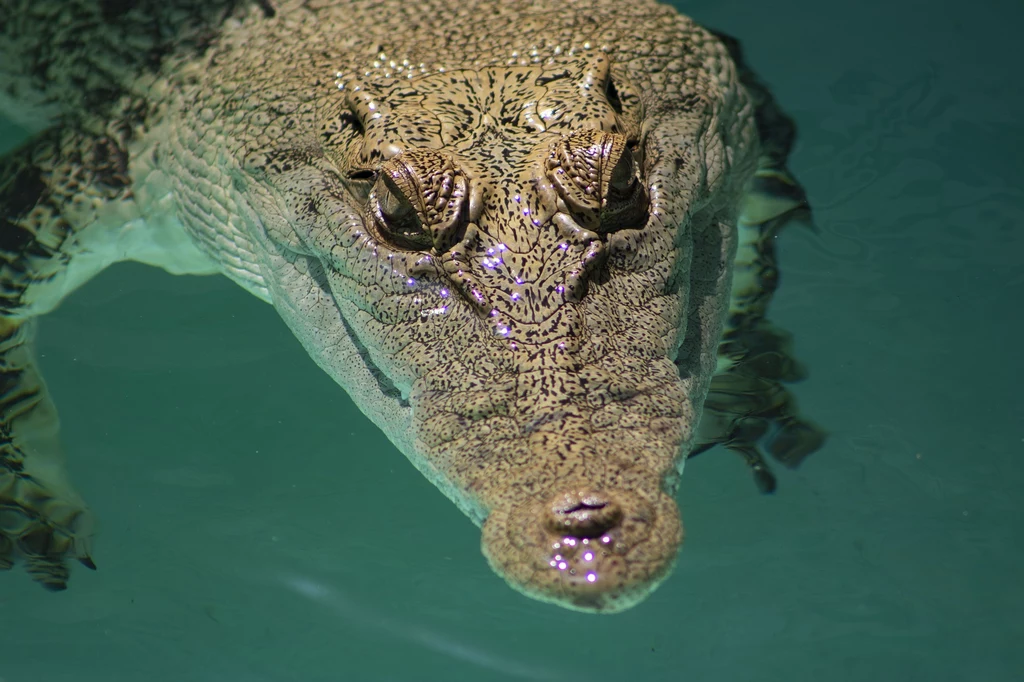 Krokodyl różańcowy (Crocodylus porosus) jest największym żyjącym gadem na świecie. 