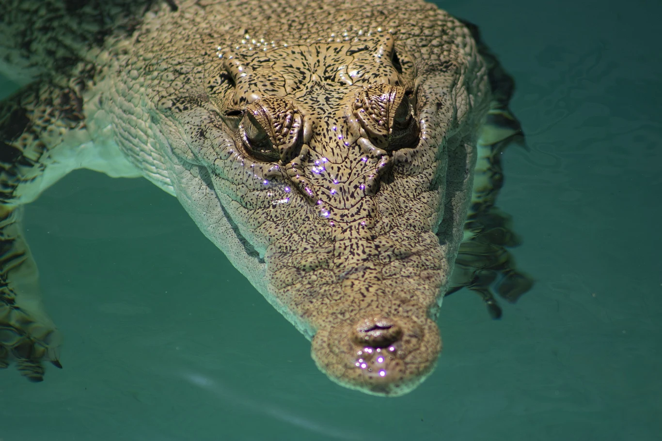 Krokodyl różańcowy (Crocodylus porosus) jest największym żyjącym gadem na świecie. Krokodyl różańcowy (Crocodylus porosus) jest największym żyjącym gadem na świecie.