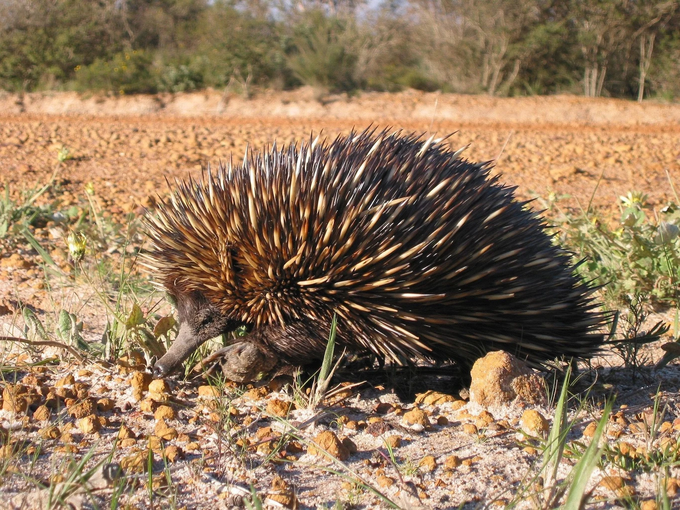 Kolczatka australijska (Tachyglossus aculeatus) Kolczatka australijska (Tachyglossus aculeatus)