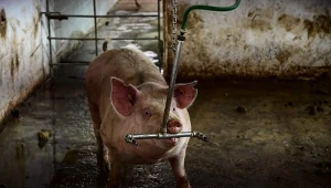 Czy świnia Suzie poprawnie przewidzi wyniki meczów angielskiej kadry? Zdjęcie ilustracyjne