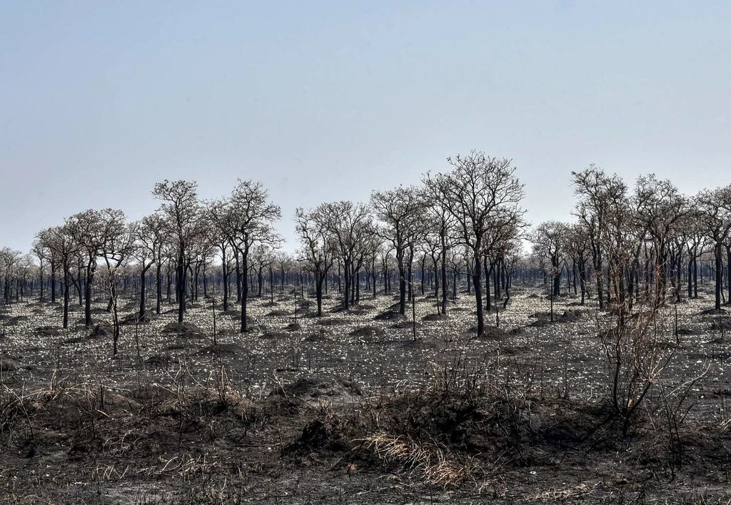 Skutki pożaru lasu deszczowego w boliwijskiego części Amazonii. 