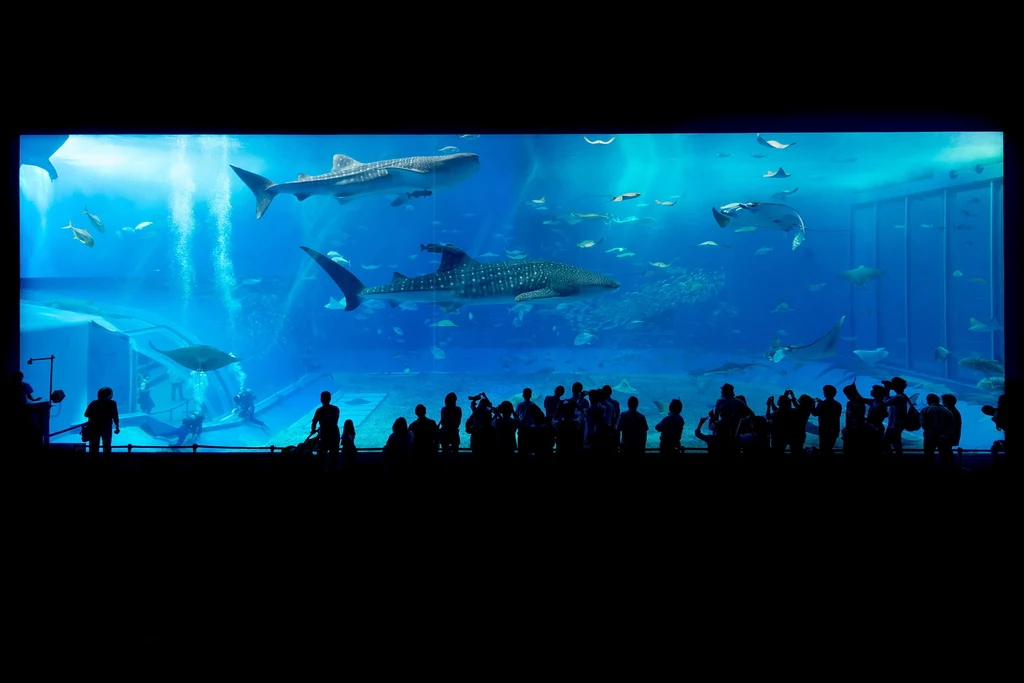 Oceanarium na Okinawie w Japonii.