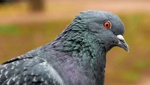 Ptak podejrzany o szpiegostwo. Indie posądzały gołębia o donoszenie