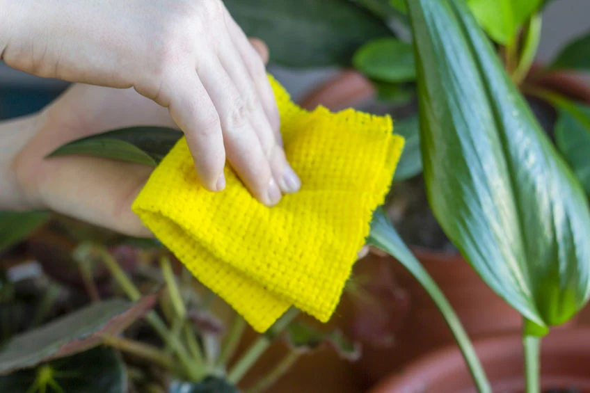 Przemywaj rośliny wodą z mydłem, aby pozbyć się wełnowców