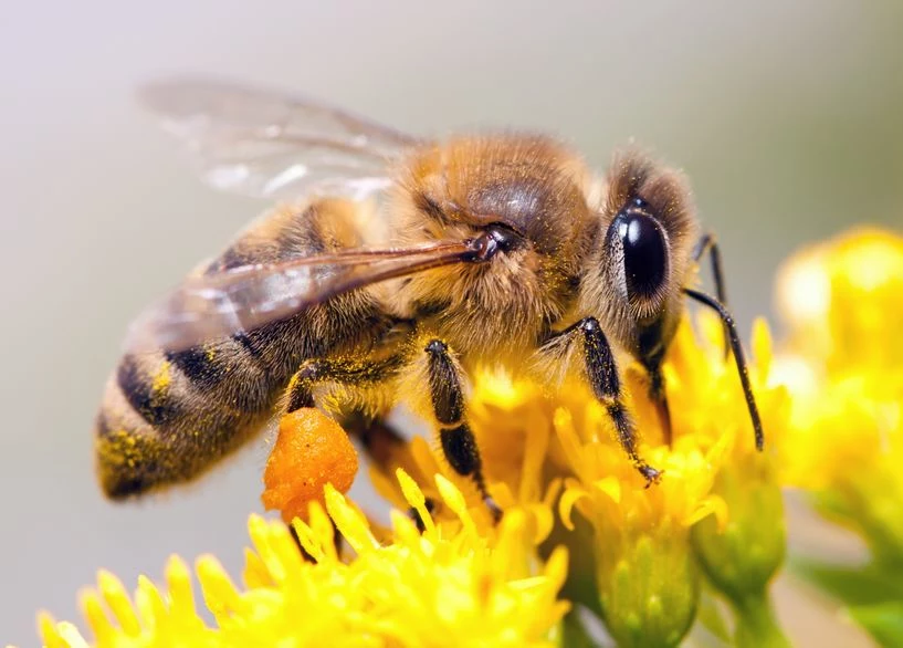 Pszczoły - mimo że są pożyteczne - mogą boleśnie użądlić