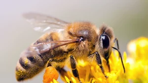 Jak usunąć żądło pszczoły?