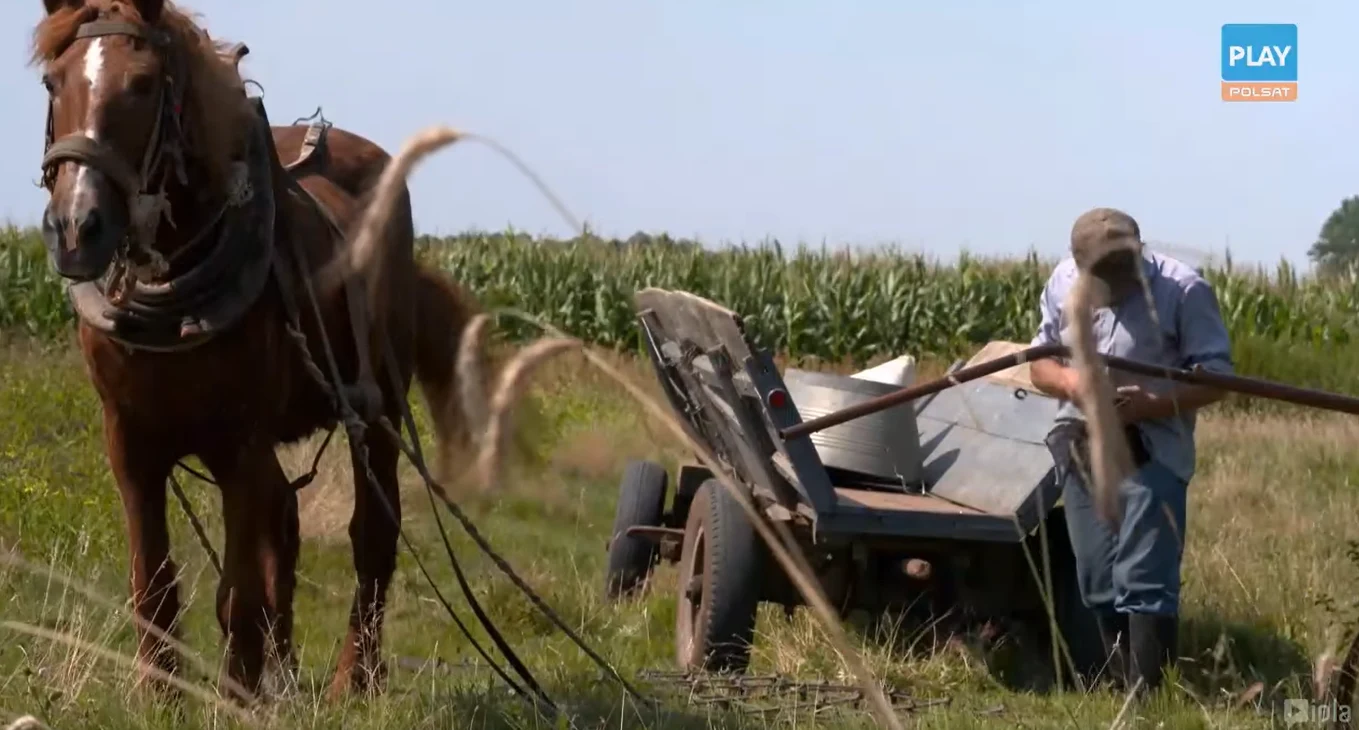Henryk z "Chłopaków do wzięcia" Henryk z "Chłopaków do wzięcia"