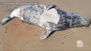 "Wydarzenia": Znaleziono martwe foki na polskim wybrzeżu