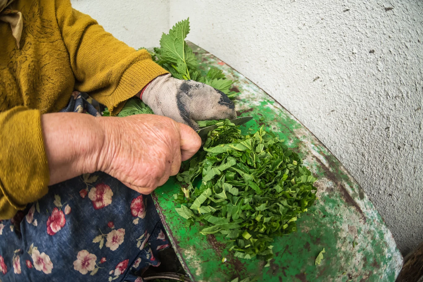 Pokrzywa pomaga regulować ciśnienie tętnicze