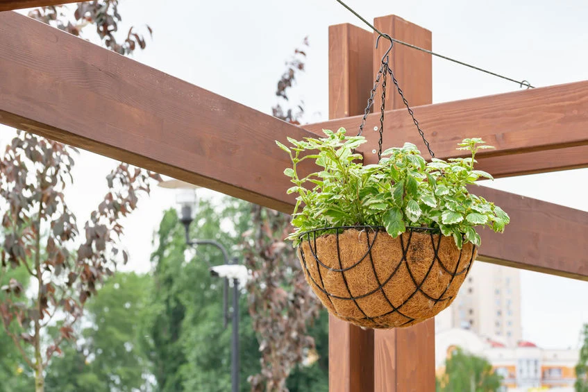 Komarzycę można uprawiać na balkonie lub tarasie Komarzycę można uprawiać na balkonie lub tarasie