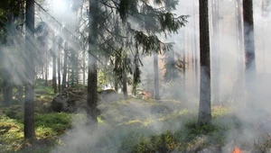 Zagrożenie pożarami w większości polskich lasów