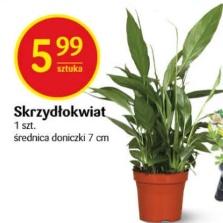 Skrzydłokwiat